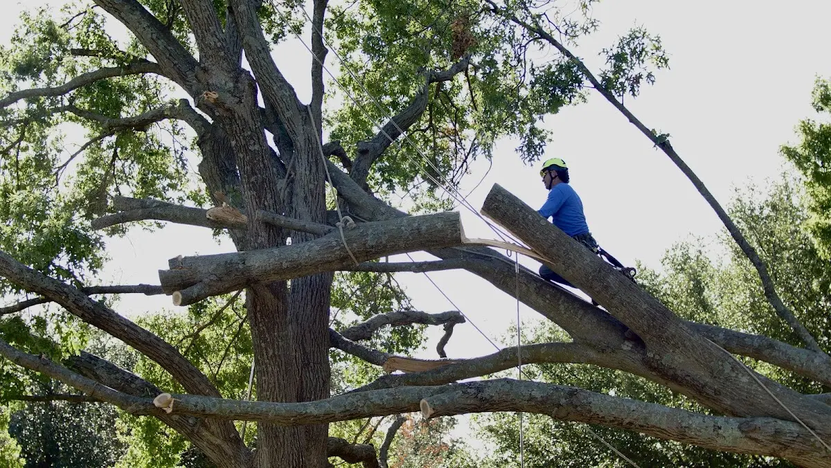 Professional Crown Thinning performed by certified arborists in Gifford